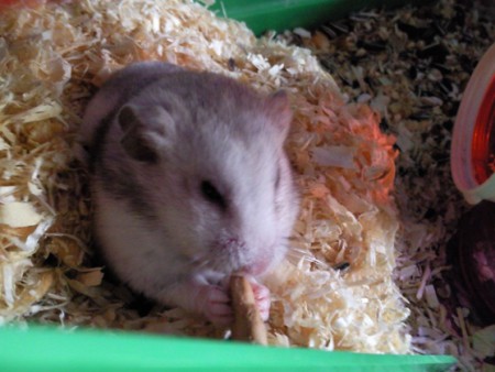 Gordi