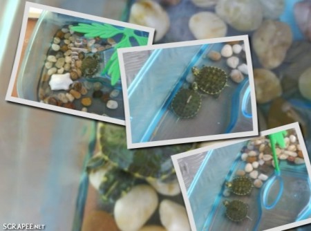 Tortugas de Yanire Garcia Saanchez