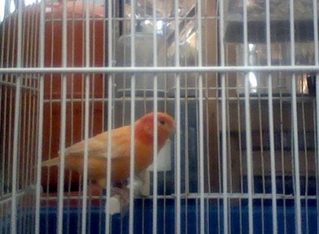 Picagut