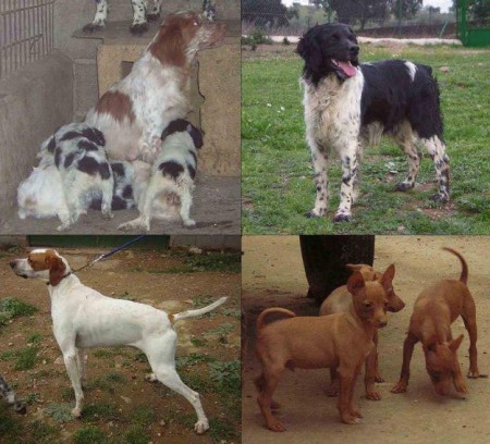 Razas de perros de Caza