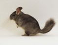 La Chinchilla