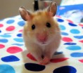 El Hamster