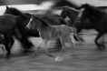 /album/galeria-fondos/galopando-hacia-el-curro-a23662592-jpg/