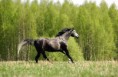/album/galeria-fondos/arabito-jpg/