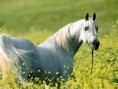 El Caballo