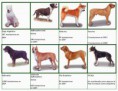 Razas de perros Potencialmente Peligrosas (PP)