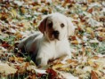 /album/galeria-fondos/fondos-pantalla-perros-2-800-jpg/