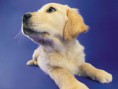 /album/galeria-fondos/perros-8-jpg/