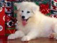 /album/galeria-fondos/perros-17-jpg/