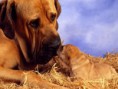 /album/galeria-fondos/perros-38-jpg/