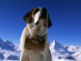 /album/galeria-fondos/perros-51-jpg/