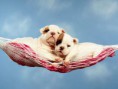 /album/galeria-fondos/perros-53-jpg/