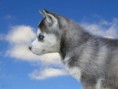 /album/galeria-fondos/perros-74-jpg/