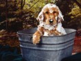 /album/galeria-fondos/perros-78-jpg/