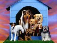 /album/galeria-fondos/perros-90-jpg/