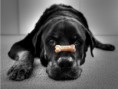/album/galeria-fondos/perros-91-jpg/