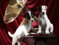 /album/galeria-fondos/perros-94-jpg/
