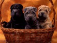 /album/galeria-fondos/perros-96-jpg/