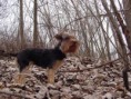 /album/galeria-fondos/perros-101-jpg/