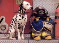 /album/galeria-fondos/perros-225-jpg/