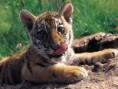 /album/galeria-fondos/tigres-10-jpg/