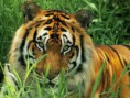 /album/galeria-fondos/tigres-15-jpg/