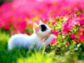 /album/galeria-fondos/gatos-8-jpg/