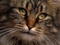 /album/galeria-fondos/gatos-45-jpg/