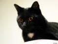 /album/galeria-fondos/gatos-95-jpg/