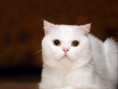 /album/galeria-fondos/gatos-130-jpg/