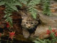 /album/galeria-fondos/gatos-211-jpg/