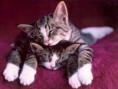 /album/galeria-fondos/gatos-246-jpg/