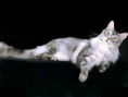 /album/galeria-fondos/gatos-251-jpg/