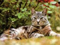 /album/galeria-fondos/gatos-270-jpg/