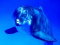 /album/galeria-fondos/ballenas-2-jpg/
