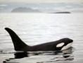 /album/galeria-fondos/ballenas-4-jpg/