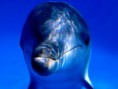 /album/galeria-fondos/ballenas-5-jpg/