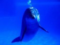 /album/galeria-fondos/delfines-2-jpg/