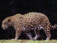 /album/galeria-fondos/jaguares-3-jpg/