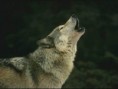 /album/galeria-fondos/lobos-4-jpg/