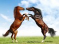 /album/galeria-fondos/fight-of-horses-horses-1497648-800-600-jpg/