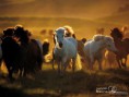 /album/galeria-fondos/horse-wallpaper-horses-1899058-1600-1200-jpg/
